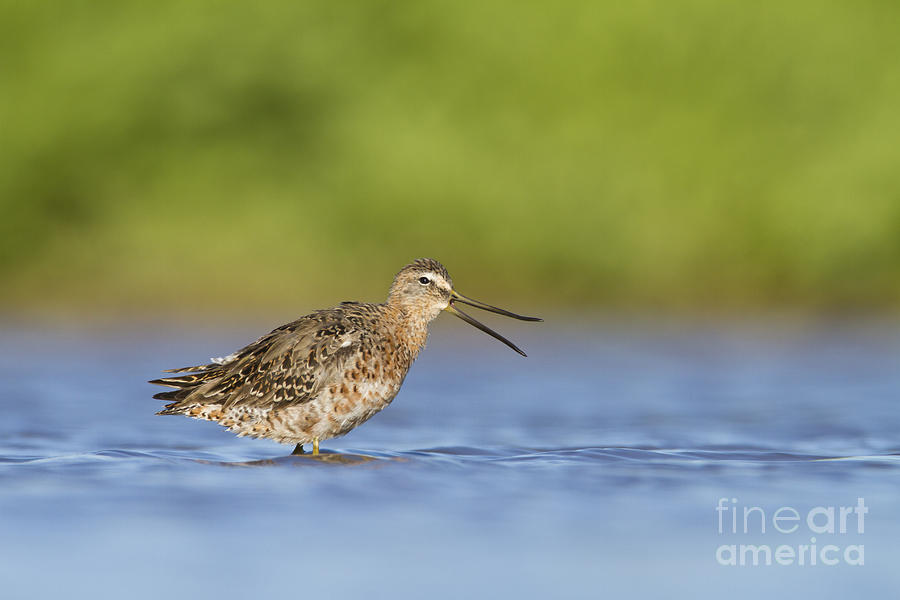 Long billed dowitcher calling Photograph by Bryan Keil