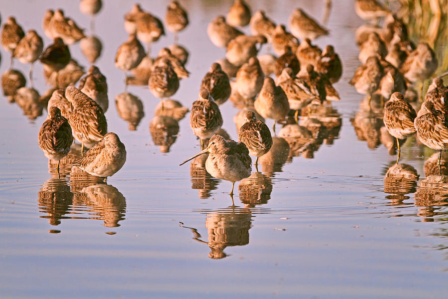 Long-Billed Dowitchers Flock Photograph by Peggy Collins