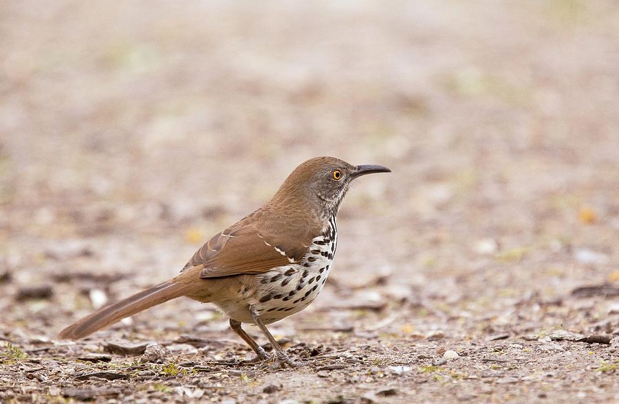 Long-billed Thrasher Photograph by Bob Gibbons/science Photo Library