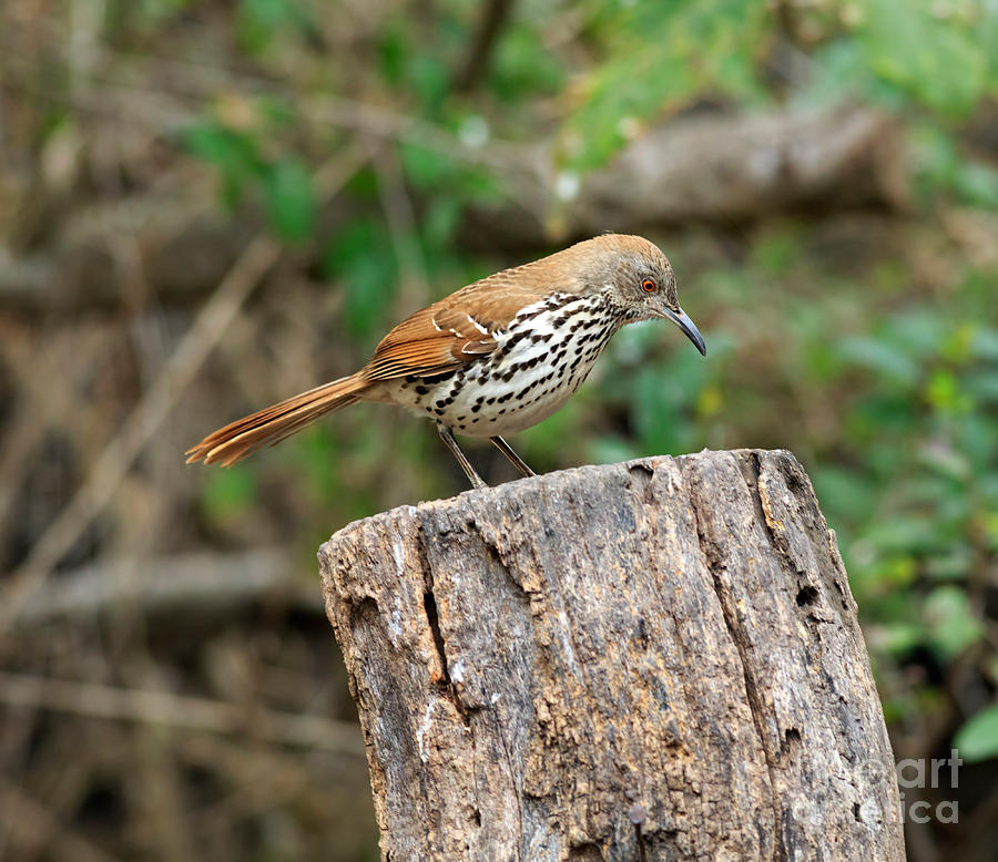 Long billed Thrasher Photograph by Louise Heusinkveld | Fine Art America