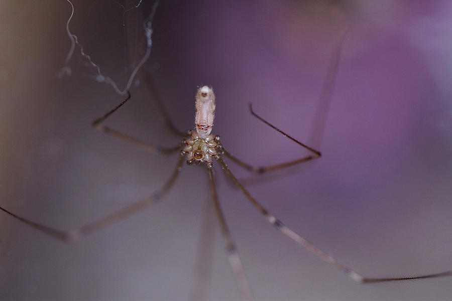 Spider Photograph - Long-bodied Cellar Spider by Paul Whitten