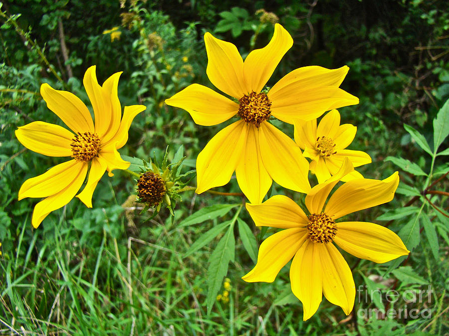 Long-Bracted Tickseed Sunflower Wildflower - Bidens polylepis Photograph by Carol Senske