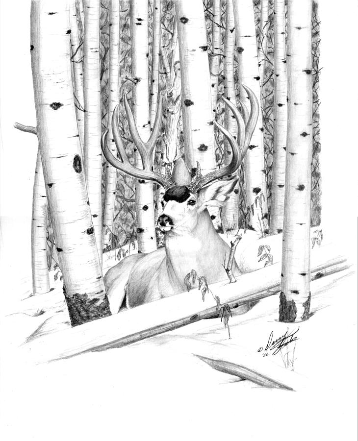 Long Buck Drawing by Darcy Tate