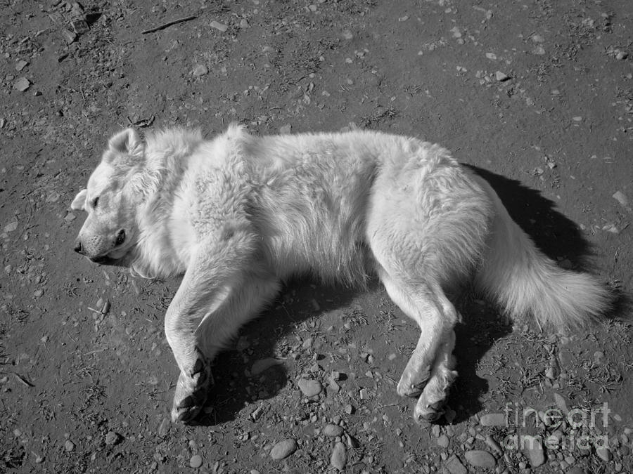 Dog Photograph - Long day by Agata Wisniowska Dog Photograph - Long day by Agata Wisniowska
