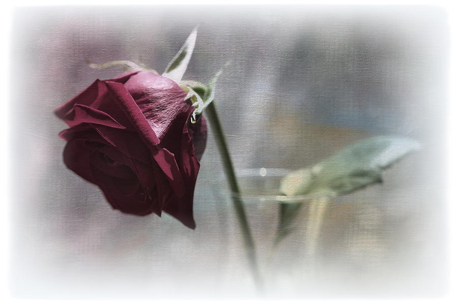 Red Rose Still Life Photograph