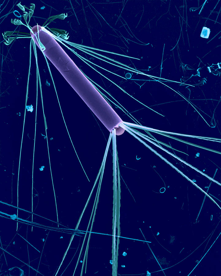 Long Diatom Photograph by Dee Breger