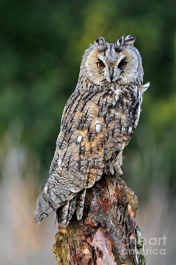 Long-eared owl 4 Photograph by Arterra Picture Library