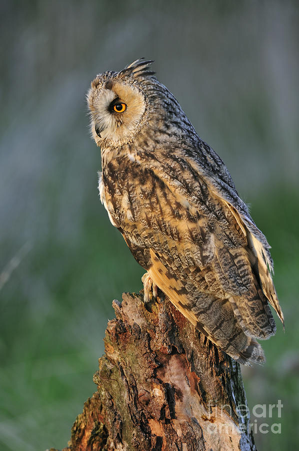 Long-eared owl 8 Photograph by Arterra Picture Library