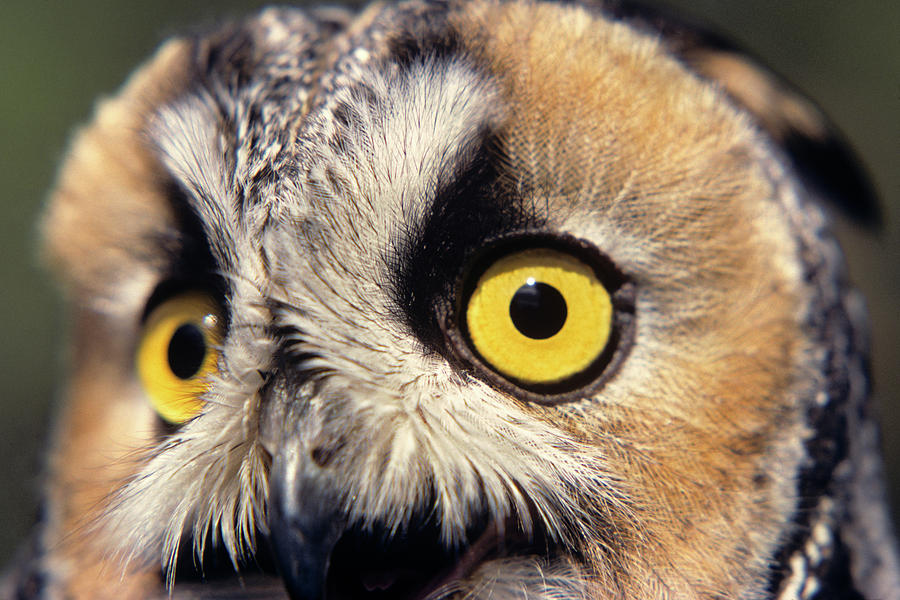 Horizontal Photograph - Long Eared Owl Asio Otis Europe, Asia by Animal Images Horizontal Photograph - Long Eared Owl Asio Otis Europe, Asia by Animal Images