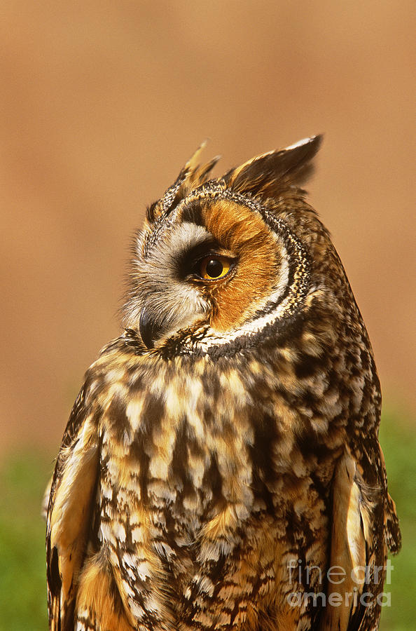 Wildlife Photograph - Long-eared Owl Asio Otus by Art Wolfe