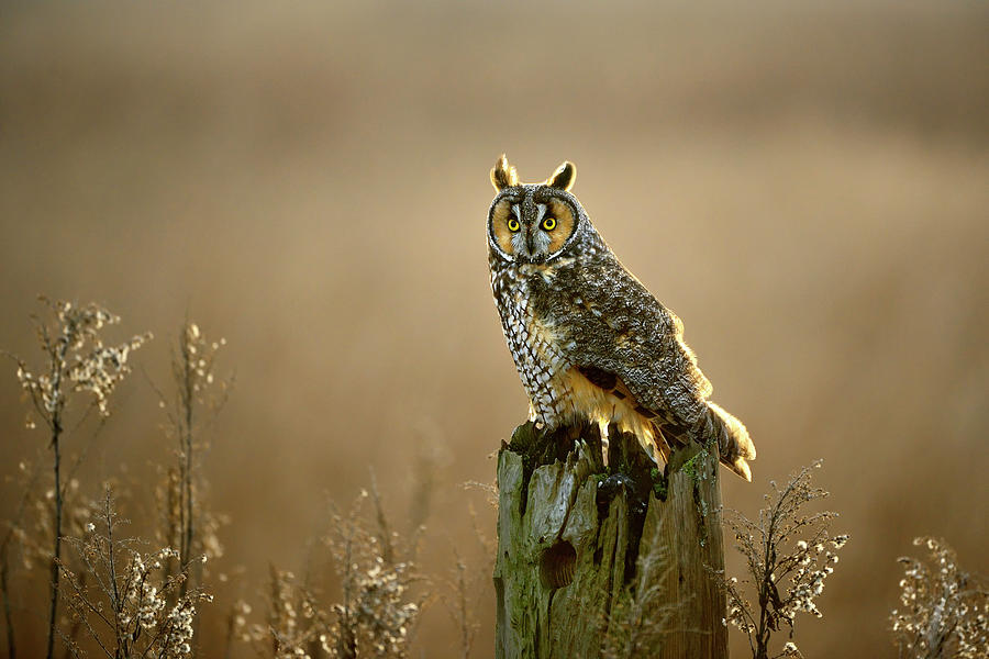 Long Eared Owl  Asio Otus Photograph by Norman Ng Photography