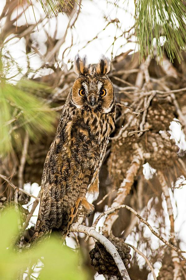Nature Photograph - Long-eared Owl Asio Otus by Photostock-israel