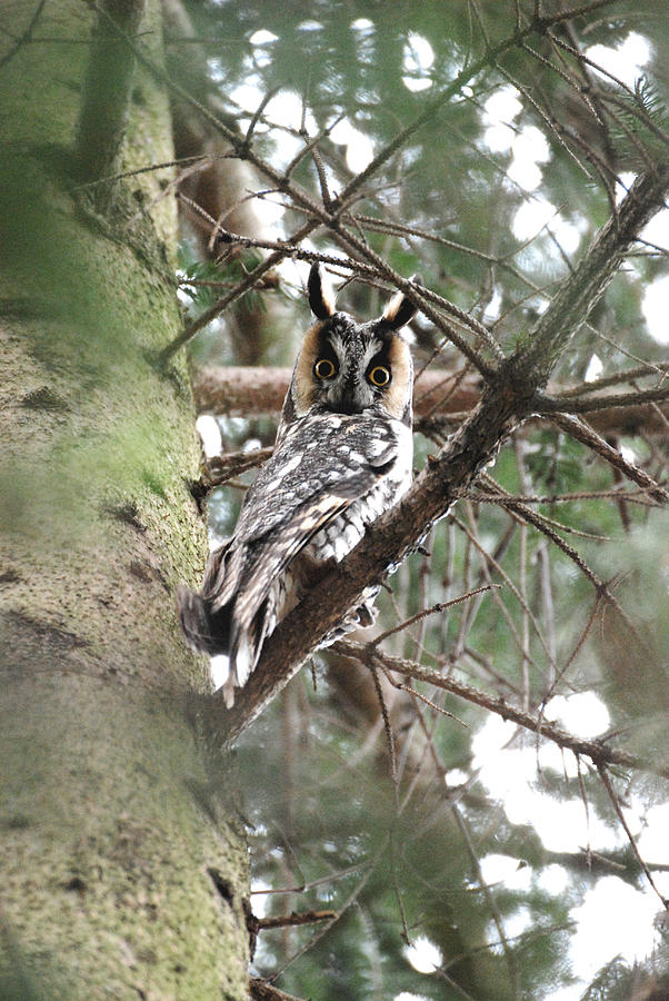 Long Eared Owl At Attention Photograph