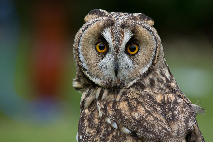 Long-eared Owl Photograph by Celine Pollard