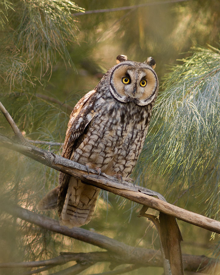 Long-eared Owl Photograph by Doug Herr