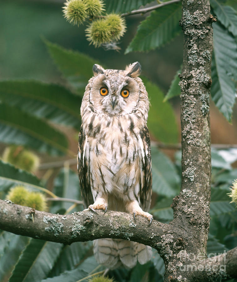 Long-eared Owl Photograph by Hans Reinhard