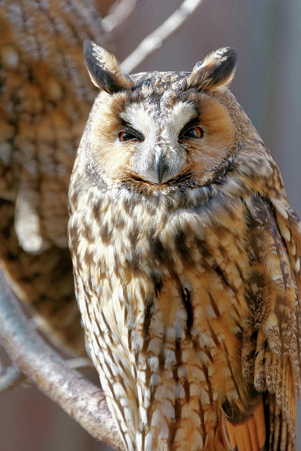 Long-eared Owl Photograph by Science Photo Library Long-eared Owl Photograph by Science Photo Library