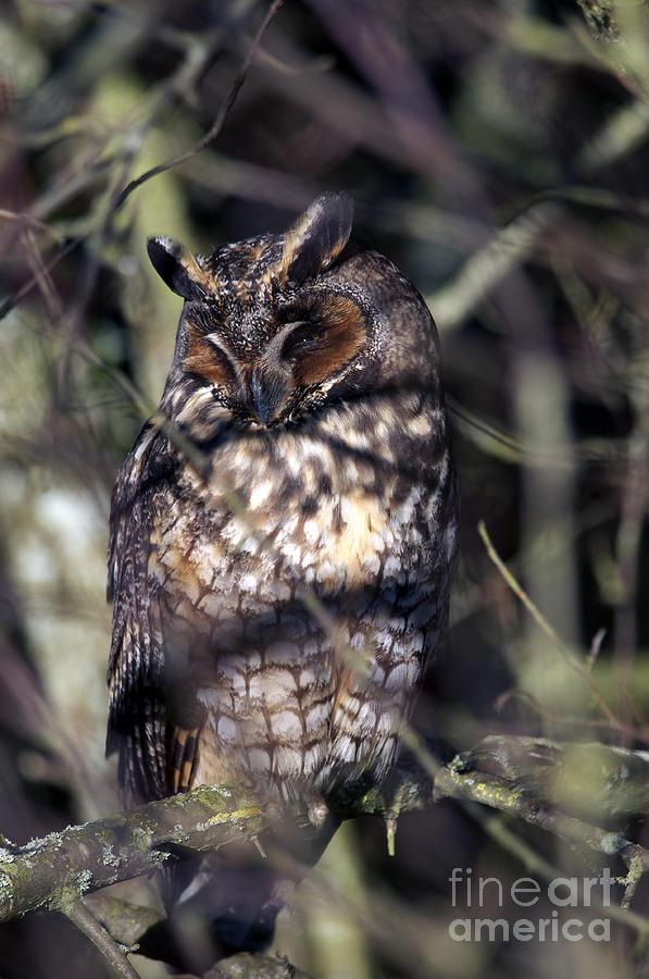 Owl Photograph - Long Eared Owl in the Shadows by Sharon Talson
