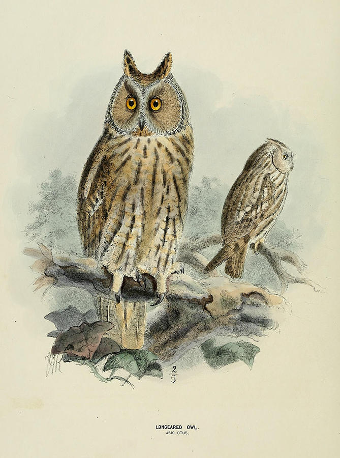John James Audubon Painting - Long Eared Owl by Dreyer Wildlife Print Collections 