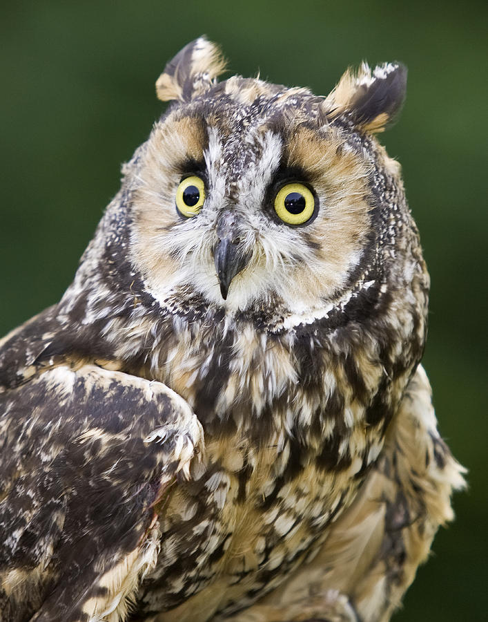 Long Eared Owl Photograph by Jack Nevitt
