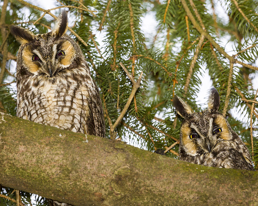 Long Eared Owl Photograph by Jack R Perry