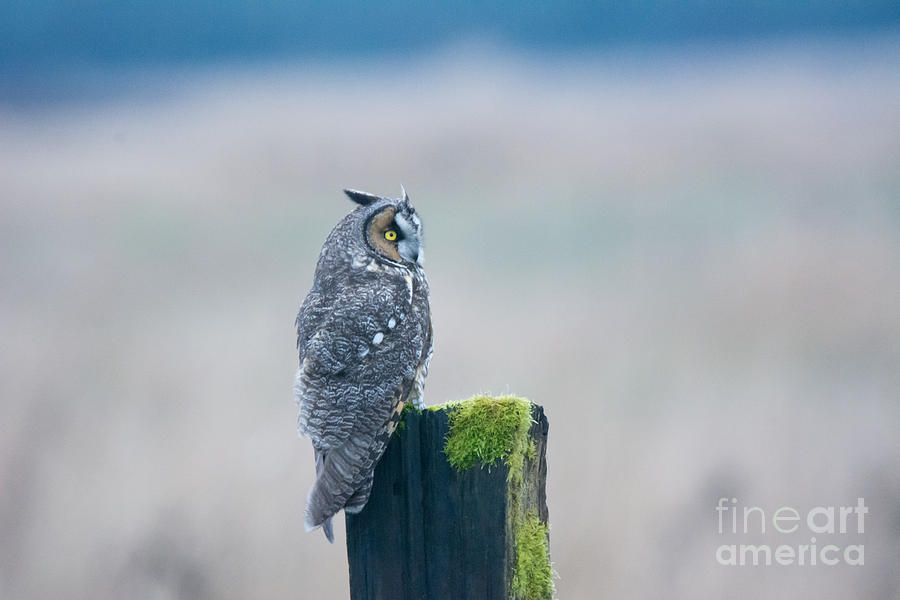Long Eared Owl Photograph by John Greco