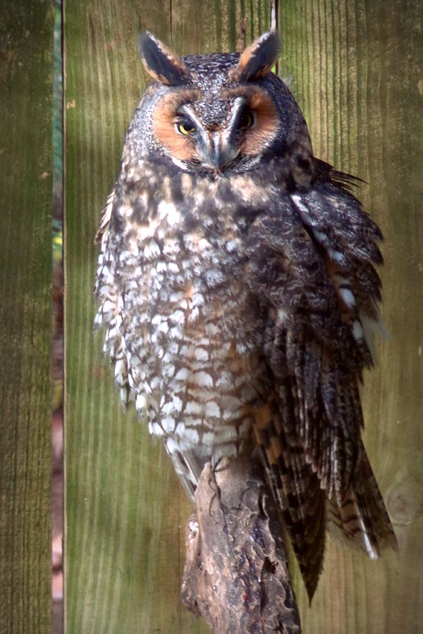 Long Eared Owl Photograph by Joseph Skompski