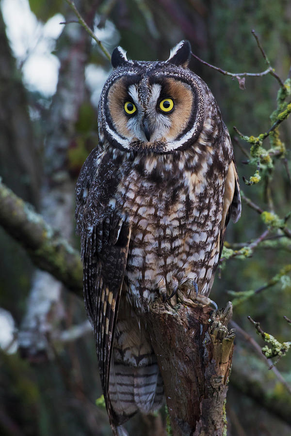 Owl Photograph - Long-eared Owl by Ken Archer