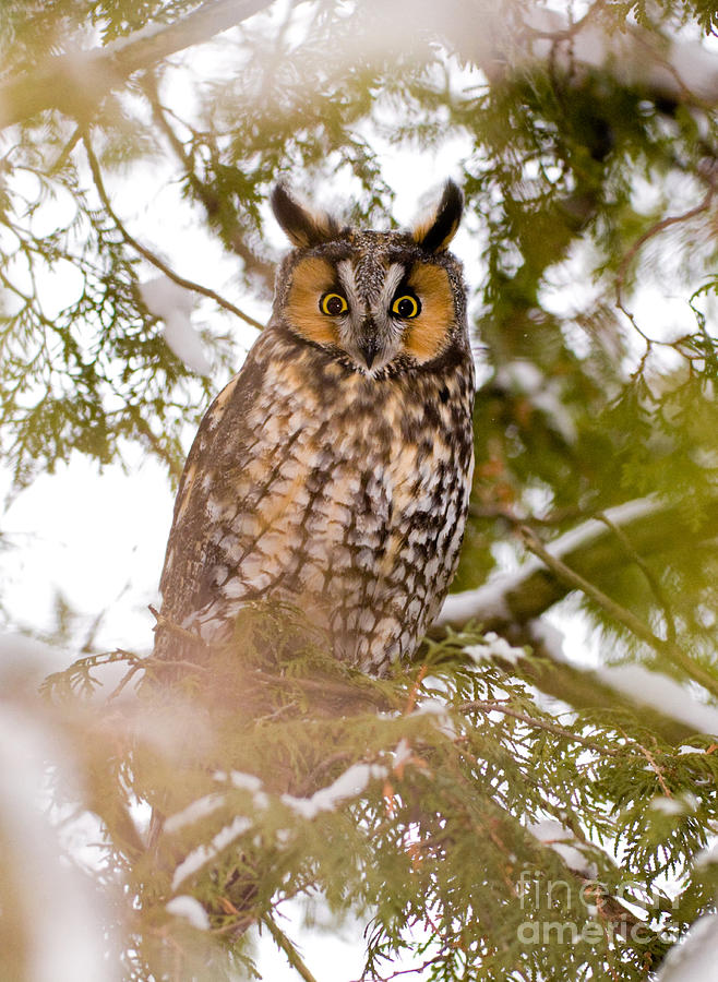 Long-eared Owl Photograph by Marie Read