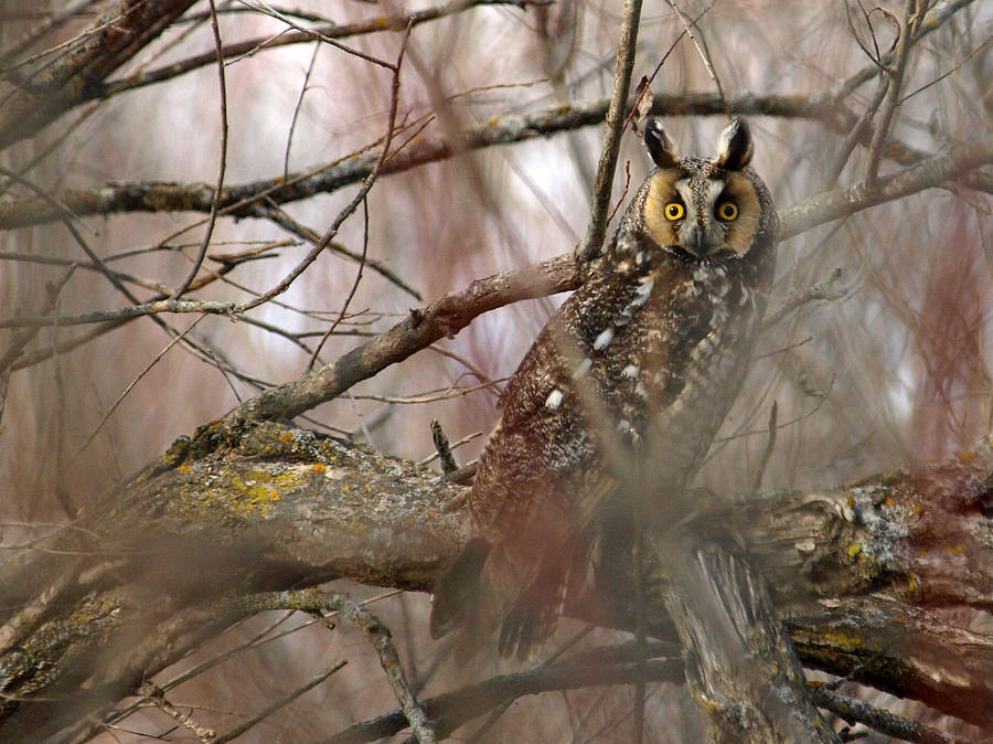 Long-eared Owl Photograph by Melissa Peterson