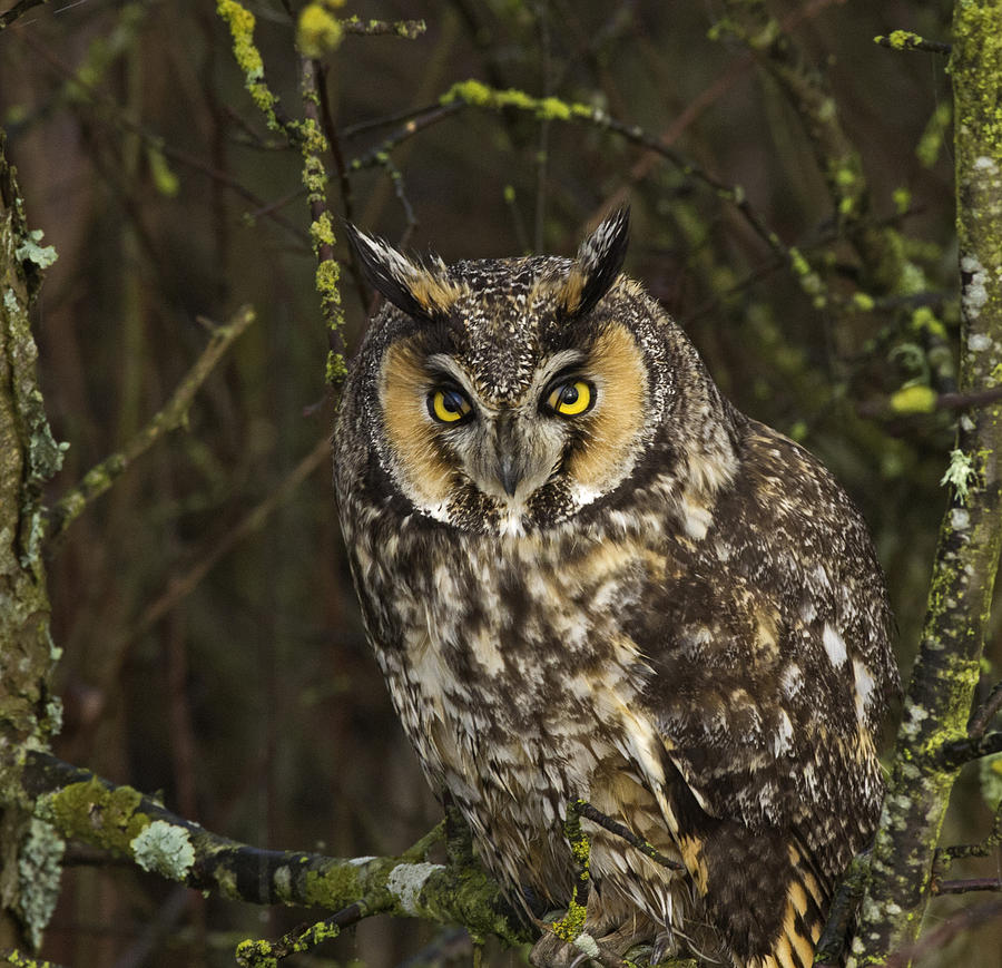 Eye Lid Photograph - Long eared owl one of three eyelids by Rob Mclean 