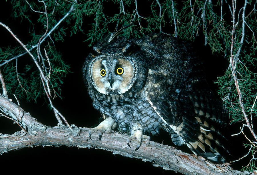Long-eared Owl Photograph by Phil A. Dotson