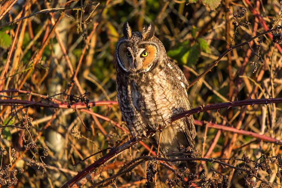 Long eared Owl Photograph by Pierre Leclerc Photography