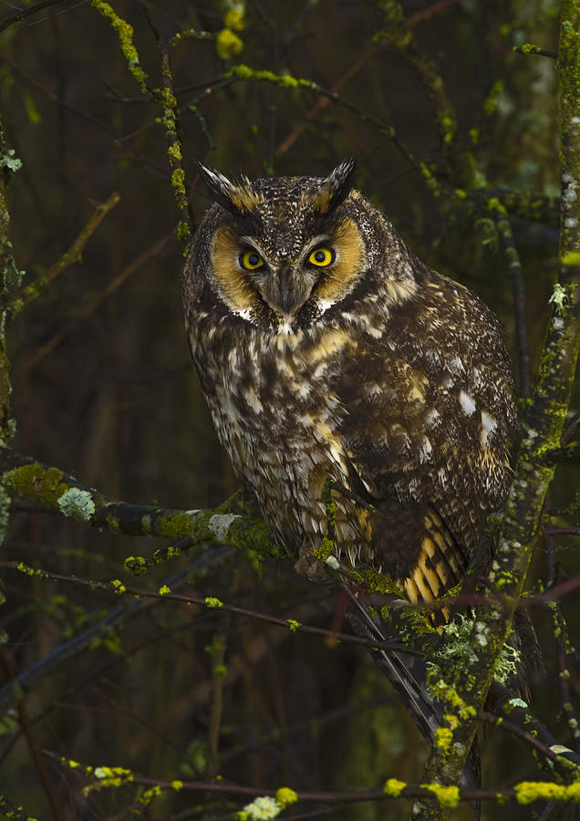 Long Eared Owl Photograph