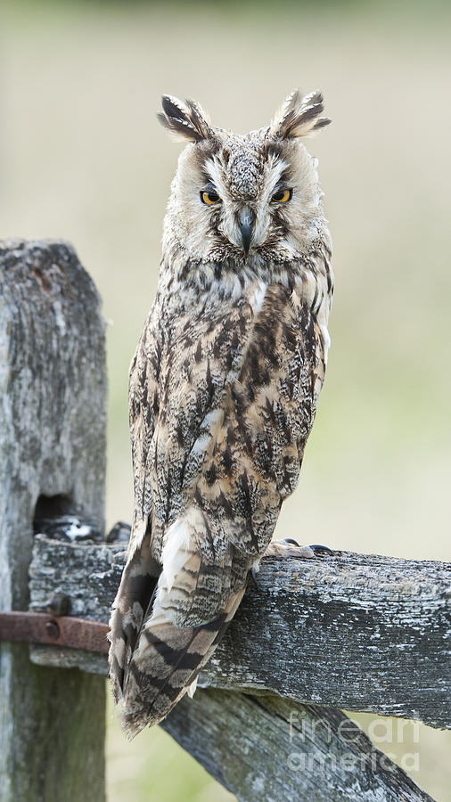 Wildlife Photograph - Long Eared Owl by Tim Gainey