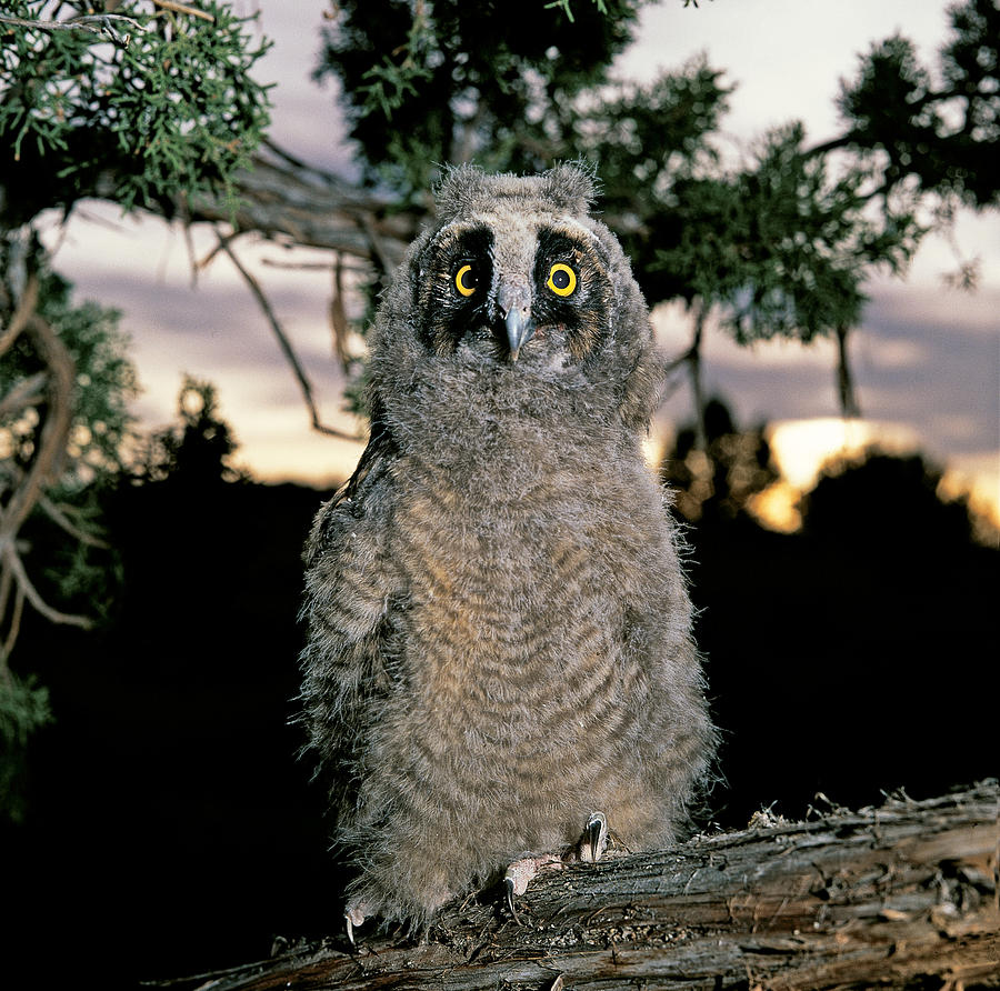 Long-eared Owl Young Photograph by Robert J. Erwin