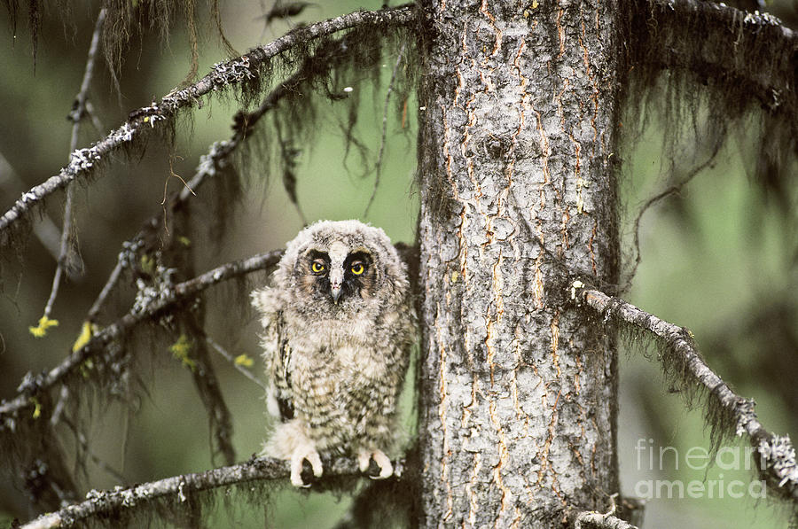 Long-eared Owlet Photograph by Art Wolfe