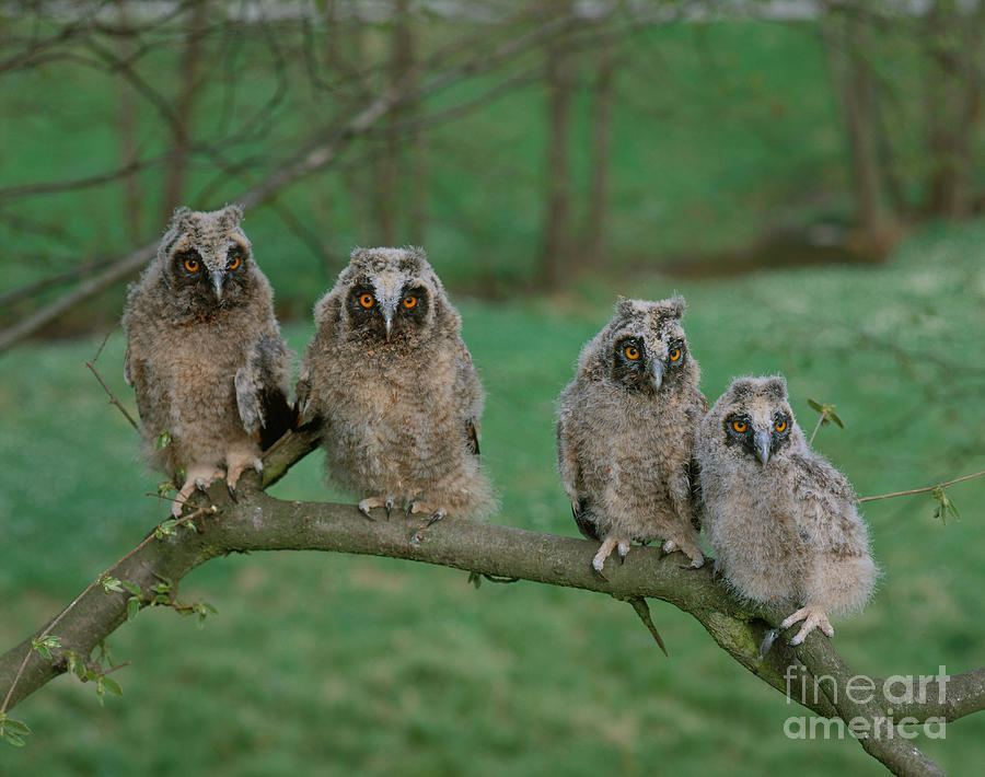Animal Photograph - Long-eared Owls by Hans Reinhard