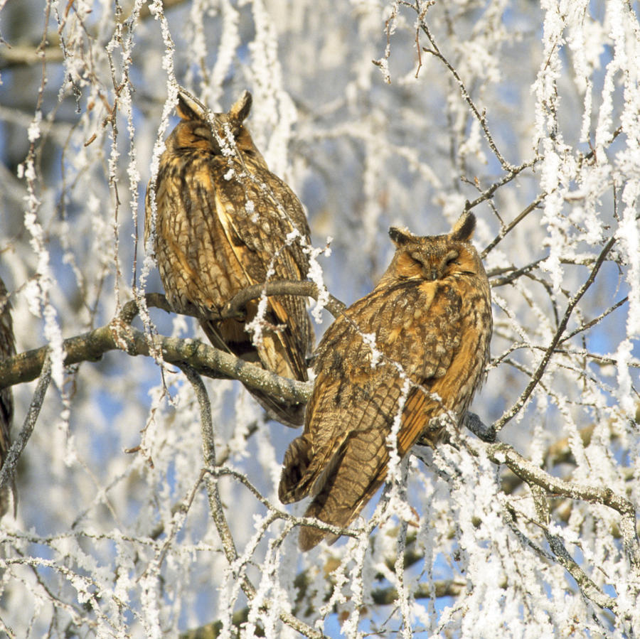 Long-eared Owls Photograph by M. Watson