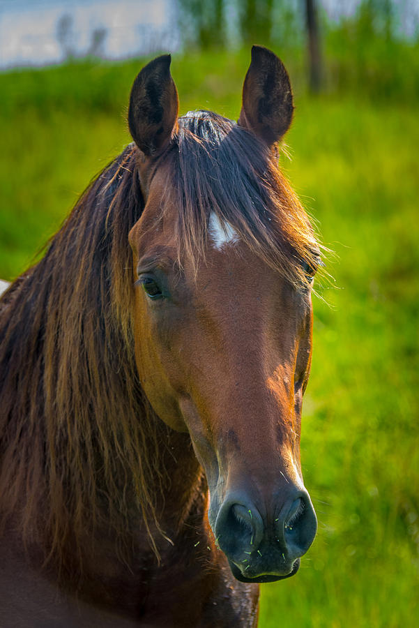 Long Face Photograph by Adrian Arceci | Fine Art America