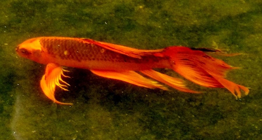 Long Fin Koi Photograph by Phyllis Spoor