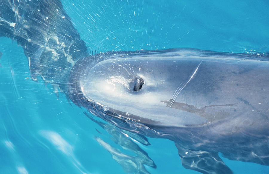 long-finned-pilot-whale-s-blowhole-photograph-by-christopher-swann