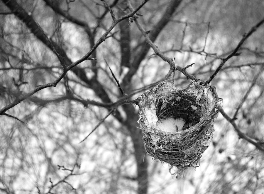 Birds Photograph - Long Gone by Indigo Wild Photography Birds Photograph - Long Gone by Indigo Wild Photography