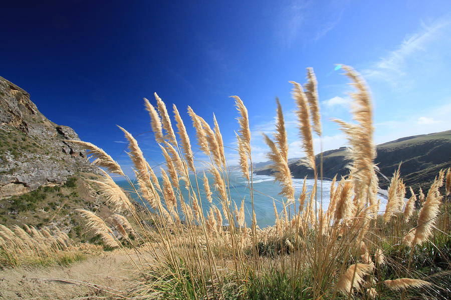 Long Grass Blowing In Wind Photograph by Agnes Arnold Photography
