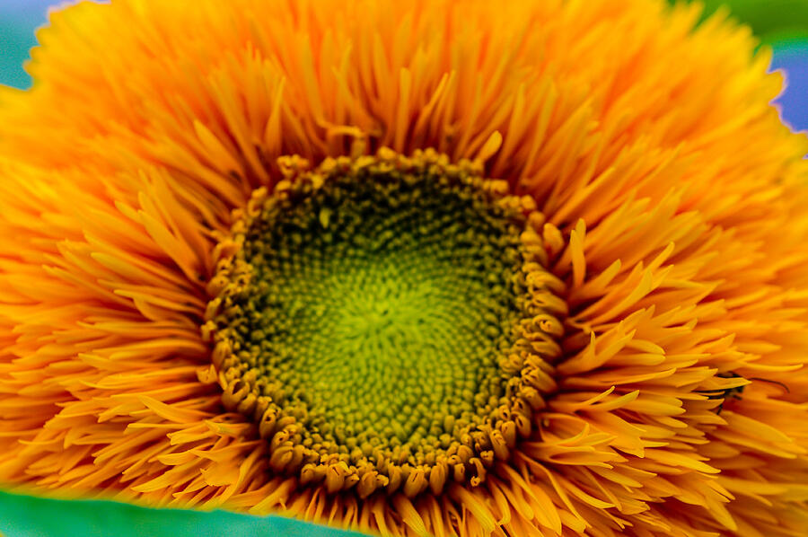 Long hair sun flower Photograph by Gerald Kloss