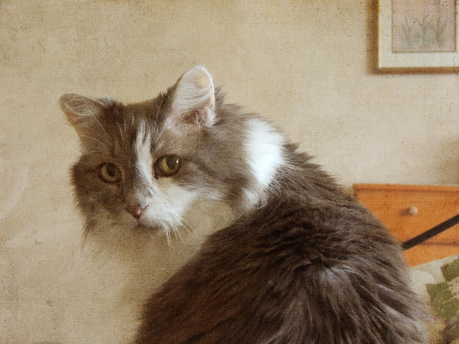 Long-Haired Cat Portrait Photograph by Jayne Wilson