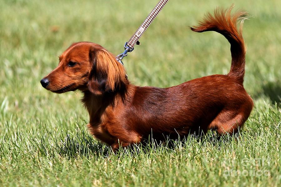 Long Haired Dachshund Photograph by Janice Byer