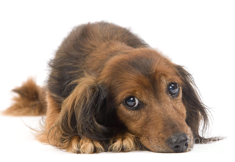 Long-haired Dachshund Photograph by Jean-Michel Labat