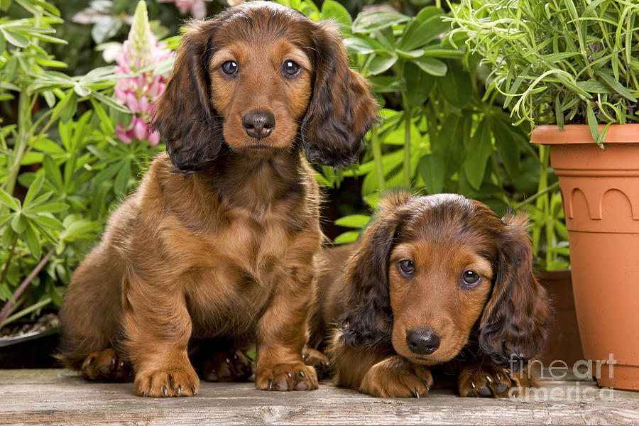 Long-haired Dachshunds Photograph by Jean-Michel Labat