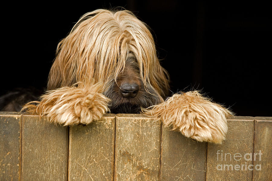 Long-haired Dog Photograph by Jean-Michel Labat